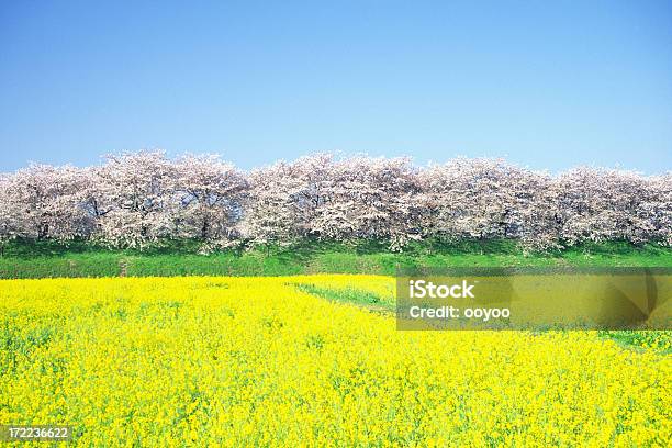 Cherry Trees In Full Bloom И Изнасилования — стоковые фотографии и другие картинки Живописный - Живописный, Япония, Цветок вишни