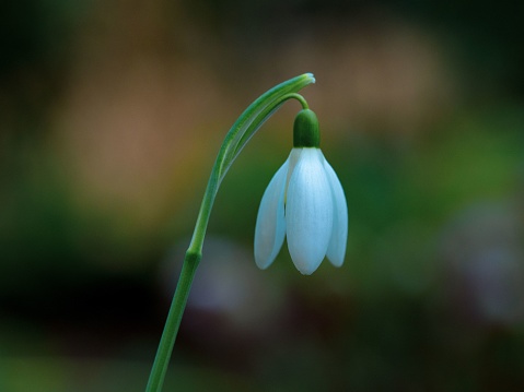 A single Snowdrop blossom with a slender stem extending from the base of the flower, its petals slightly tousled