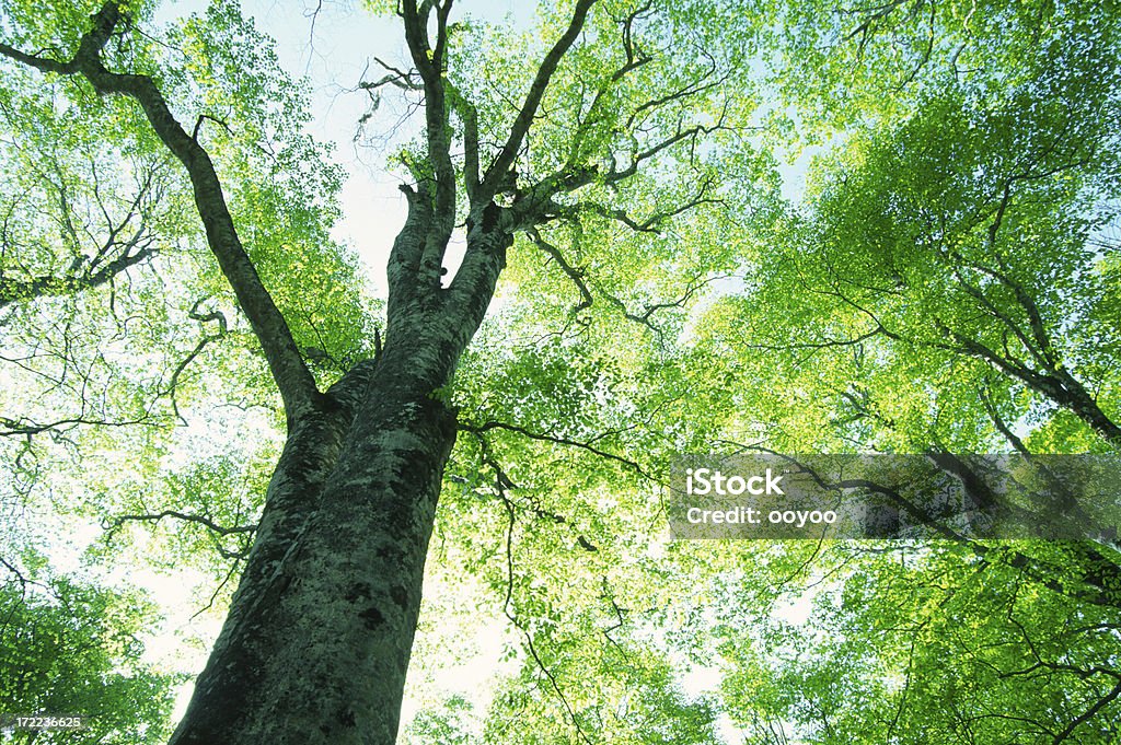 Árbol de haya - Foto de stock de Aire libre libre de derechos