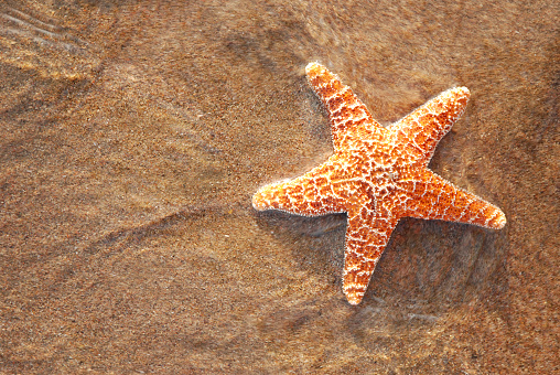 Blue starfish in hand on a background of blue water, Seven Islands, Seram island, Indonesia. Moluki region - a group of islands in the eastern part of the Malay Archipelago, Asia