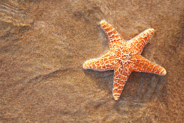 Summer dreams Star fish.More sea stars at:Starfish Lightbox starfish stock pictures, royalty-free photos & images