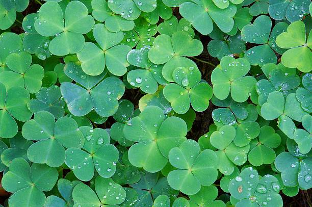 Clover III stock photo