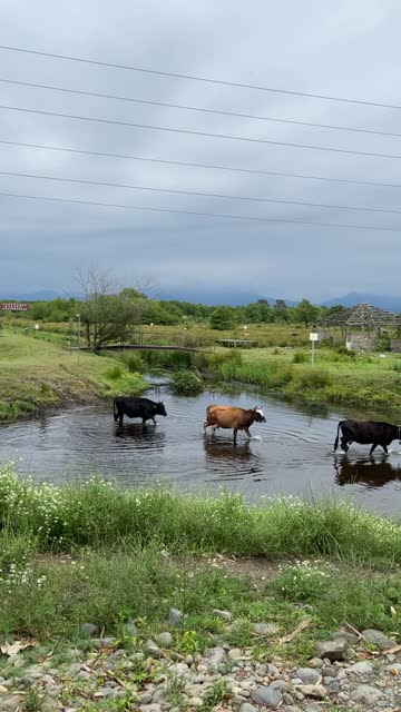 Cows graze and cross the river