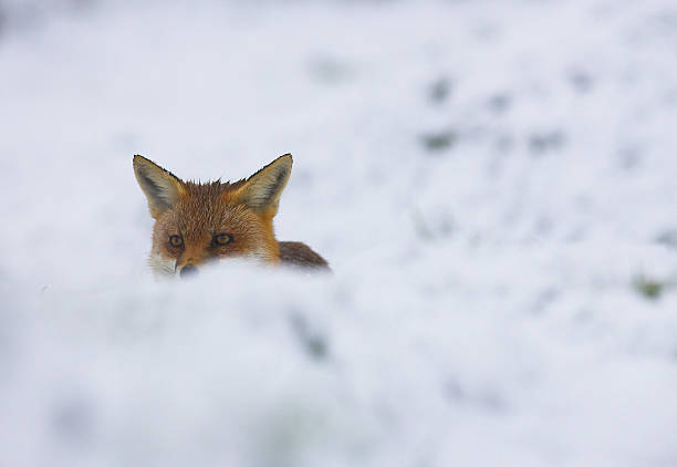 Red Fox in the snow stock photo