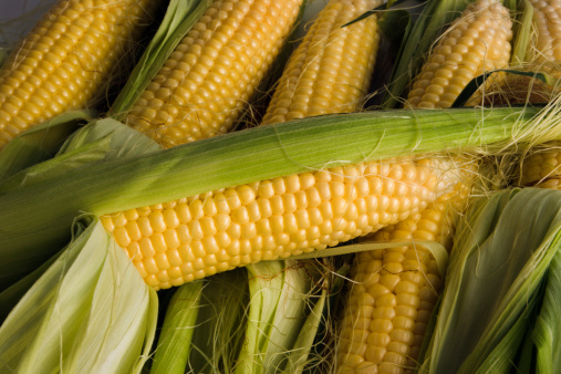 Fresh corn on the cob, a group of stacked sweetcorn ears displaying the garden vegetable summer harvest. Peeled back husks and corn silks reveal raw, plump yellow kernels. One corn ear diagonally rests above others. The food staple crop may be farm field grown organically for a healthy eating diet.