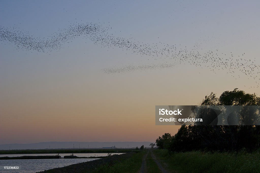 Bats 飛行の夕暮れ - コウモリのロイヤリティフリーストックフォト