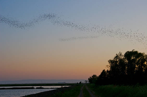 Bats take flight at dusk stock photo