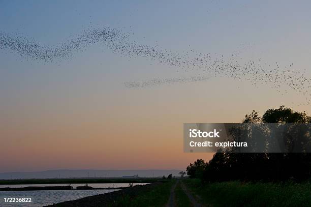 Bats Take Flight At Dusk Stock Photo - Download Image Now - Bat - Animal, California, Flying