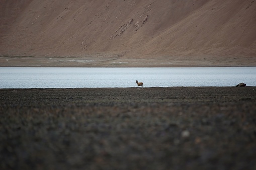 A solitary animal is standing in the middle of a barren and parched landscape, with no visible signs of vegetation