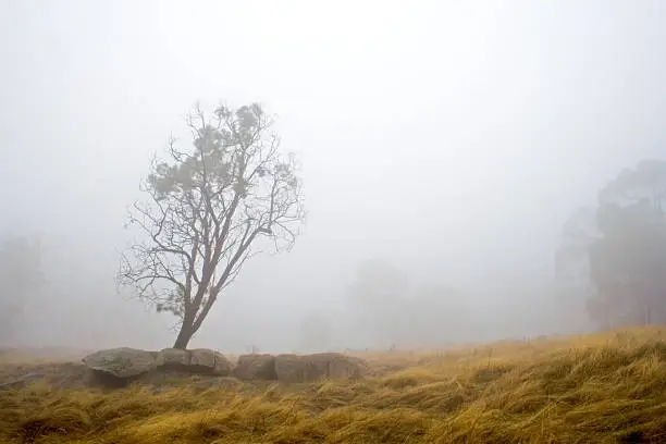 "A solitary tree in the morning mist in the Victorian Goldfields, Australia"