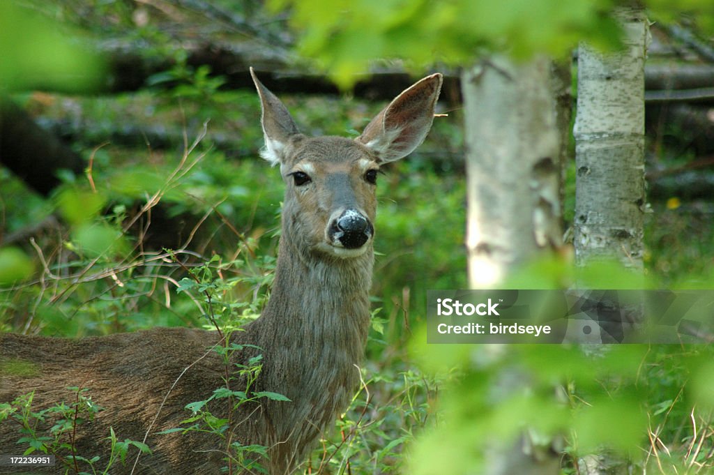 White-Tail Deer In A Forest A White-tail Deer hiding behind a small tree. Agricultural Field Stock Photo