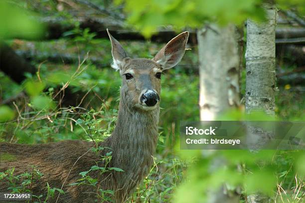 Whitetail Deer In A Forest Stock Photo - Download Image Now - Agricultural Field, Alertness, Animal