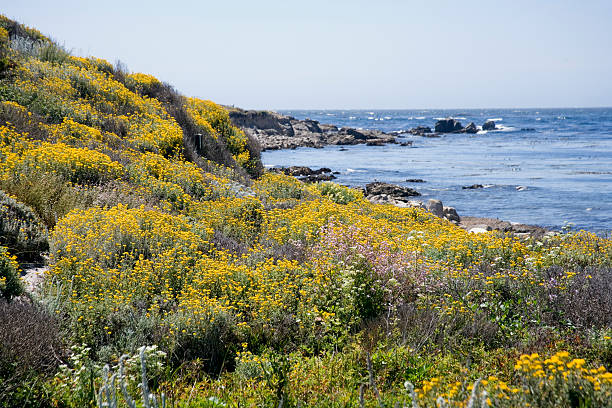 istock California Rocky Coast with Wildflowers 172236961