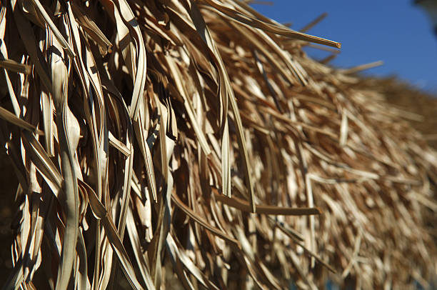 Perfect straw blurred behind, nikon d2x straw roof stock pictures, royalty-free photos & images