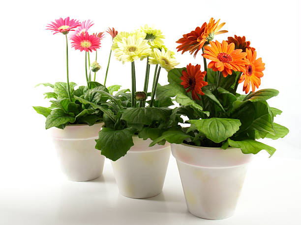istock colorful gerbera flowers in 3 white flower pots 172237083