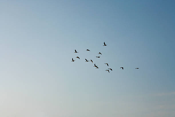 istock Picture of geese flock flying on a blue sky 172237092