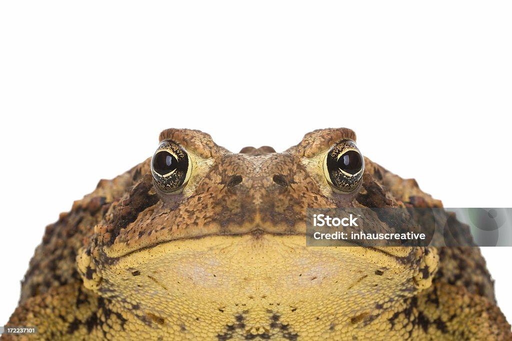 미국두꺼비, Bufo americanus - 로열티 프리 사마귀-피부 상태 스톡 사진