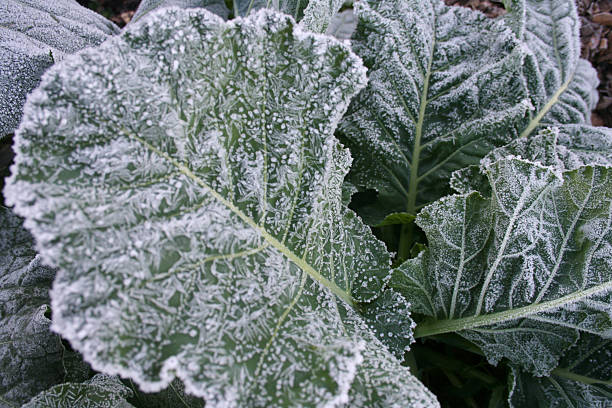 Cтоковое фото Collards с Мороз