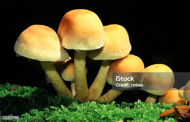 Gelbe Pilze In Einer Reihe Stockfoto und mehr Bilder von Extreme Nahaufnahme - Extreme Nahaufnahme, Fotografie, Gelb