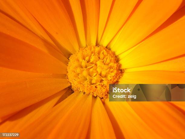 Centro De Uma Flor - Fotografias de stock e mais imagens de Amarelo - Amarelo, Beleza, Bem-me-quer