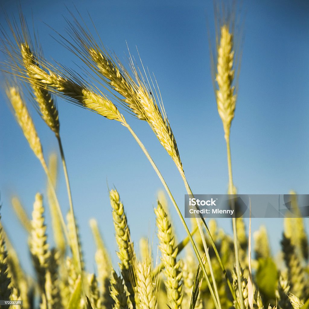 Di colore dorato grano colture - Foto stock royalty-free di Agricoltura