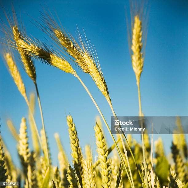 Di Colore Dorato Grano Colture - Fotografie stock e altre immagini di Agricoltura - Agricoltura, Ambientazione esterna, Bellezza naturale