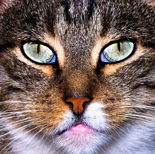 "Intense, high contrast portrait of a cat. Strong colors"