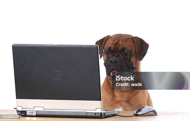 Máx En Su Lugar De Trabajo Foto de stock y más banco de imágenes de Cerca de - Cerca de, Mascota, Ordenador portátil