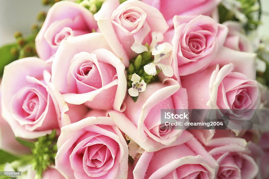 Rosas cor-de-rosa - Foto de stock de Amor royalty-free