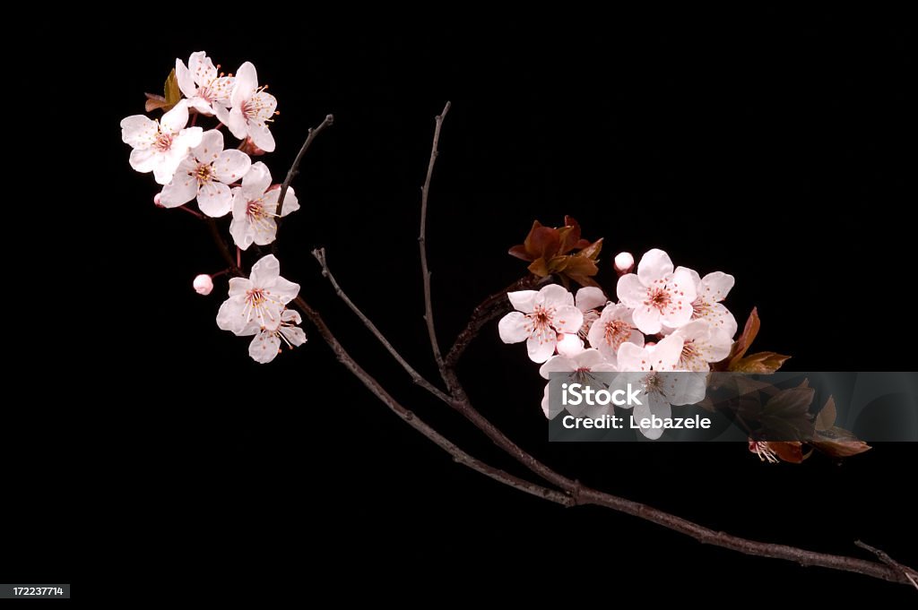 Flores da primavera - Foto de stock de Bouquet royalty-free