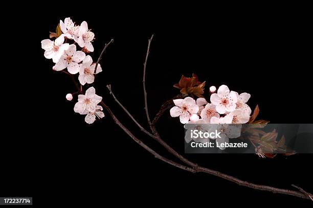Foto de Flores Da Primavera e mais fotos de stock de Bouquet - Bouquet, Branco, Cor Preta