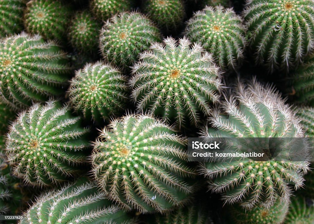 Wiązanka kaktusów - Zbiór zdjęć royalty-free (Afryka)