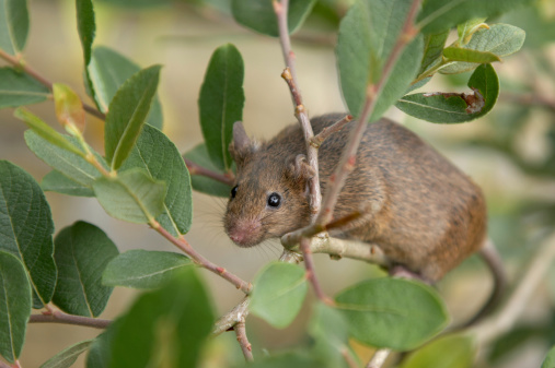Brown mouse in tree