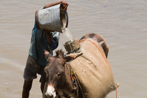 술마시기 저수시설 리버 - animal africa ethiopia mule 뉴스 사진 이미지