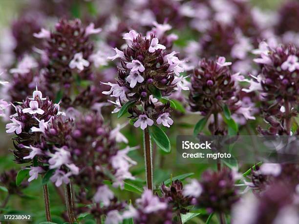 Photo libre de droit de Aromatiques De Fleurs Sauvages Thym banque d'images et plus d'images libres de droit de Couleur verte - Couleur verte, Fleur - Flore, Fleur sauvage