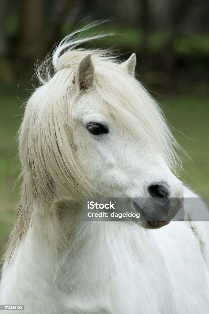 pony - Foto stock royalty-free di Salto ostacoli equestre