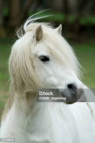 Pony - Fotografie stock e altre immagini di Salto ostacoli equestre - Salto ostacoli equestre, Animale da compagnia, Bellezza