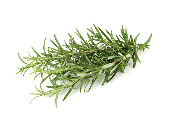 rosemary a bunch of rosemary on a white backgroundSome of my pictures of herbs & spices: rosemary stock pictures, royalty-free photos & images