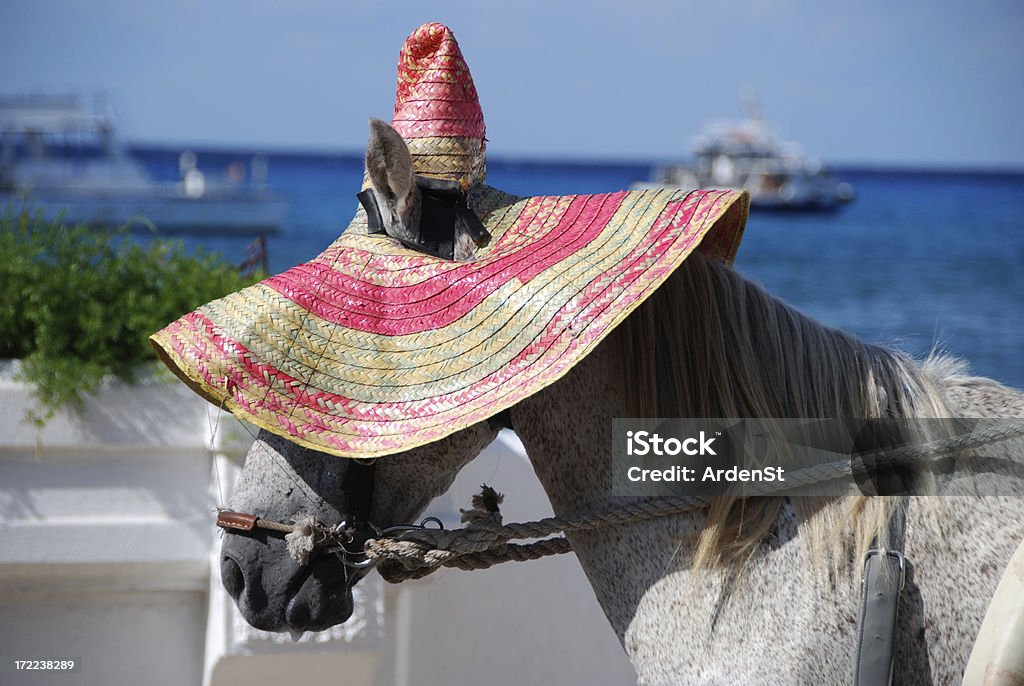 Caballo con sombrero de sol - Foto de stock de Cozumel libre de derechos