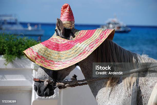 Caballo Con Sombrero De Sol Foto de stock y más banco de imágenes de Cozumel - Cozumel, Humor, Azul