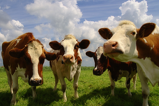 Cuatro charlar vacas photo
