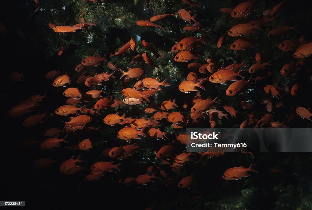 Rosso Pesce soldato - Foto stock royalty-free di Arancione