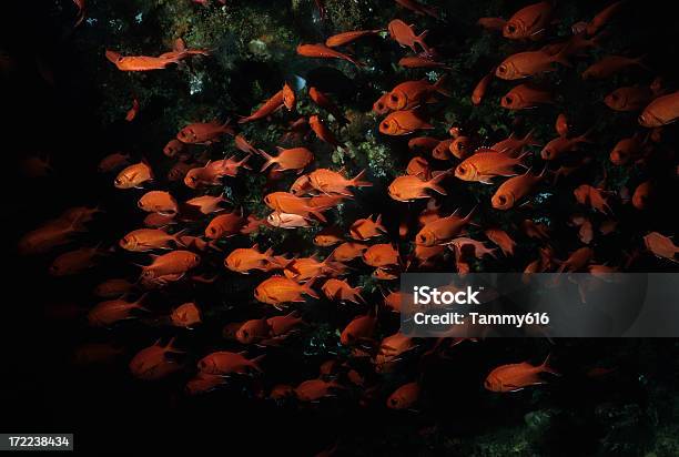 Rosso Pesce Soldato - Fotografie stock e altre immagini di Arancione - Arancione, Branco di pesci, Pesce