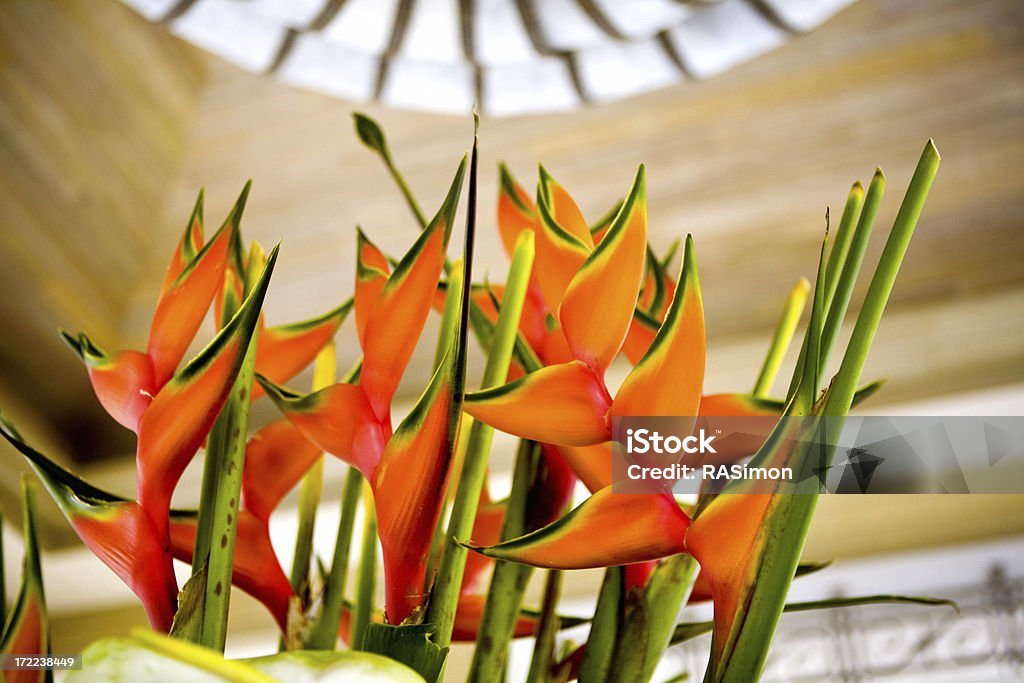 Beautiful Heliconia (Lobster Claw) A large boquet of bodacious lobster claw variety of Heliconia. Heliconia Stock Photo