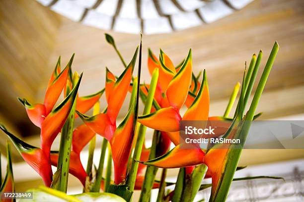 Beautiful Heliconia Stock Photo - Download Image Now - Heliconia, Arrangement, Big Island - Hawaii Islands