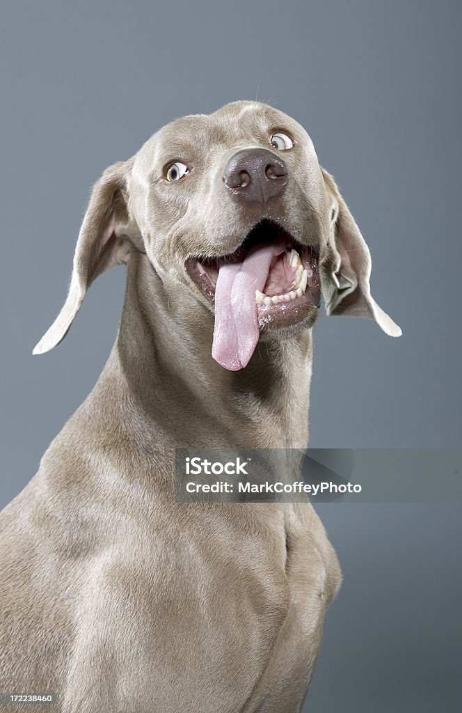 Silly Weimaraner - Foto de stock de Cão royalty-free
