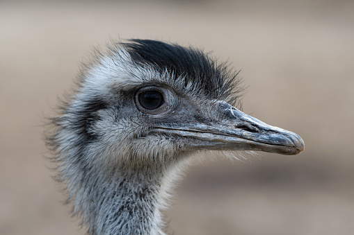 Close-up picture of a greater rhea