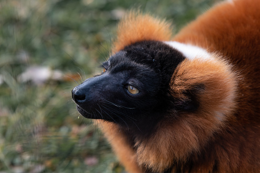 Close-up picture of a red ruffed lemur
