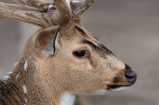 Close-up picture of an axis deer