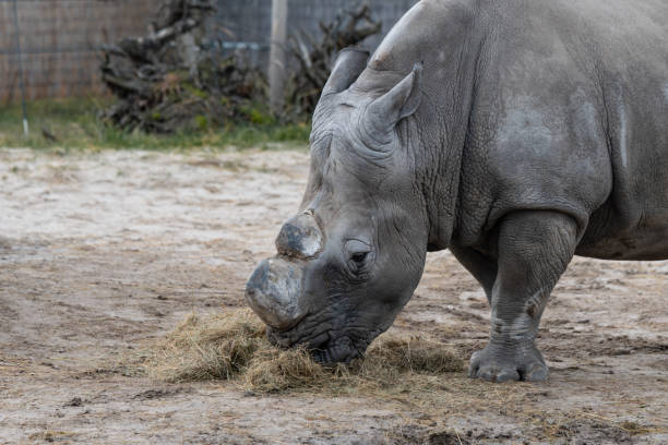 istock White rhinoceros eating in the zoo 1722385514